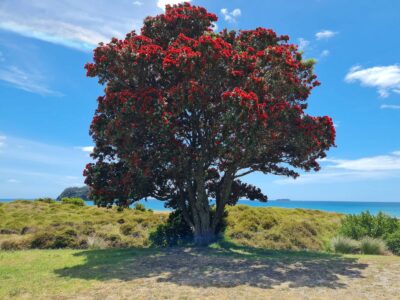 2020-Pohutikawa-1.jpg