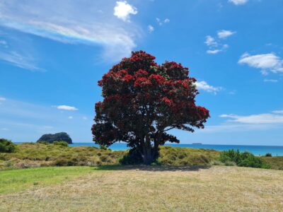 2020-Pohutikawa-2.jpg