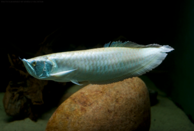 Silver Arowana