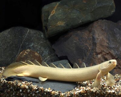 Albino Gray Bichir