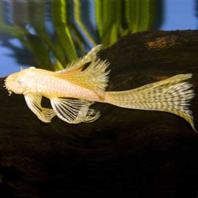 Longfin albino bristlenose