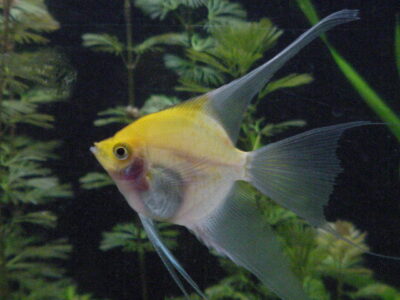 Angel / Angelfish