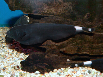 Black Ghost Knife Fish