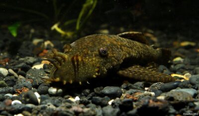 Bristlenose Plecostamus