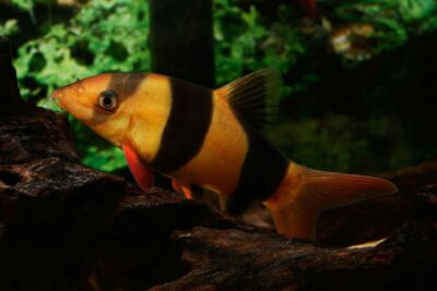 Clown Loach