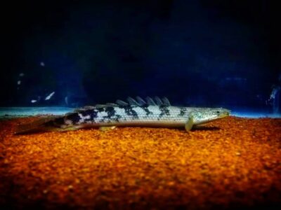 Delhezi Bichir / Armoured Bichir