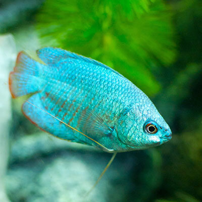 Dwarf Gourami