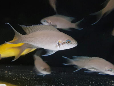 Fairy cichlid