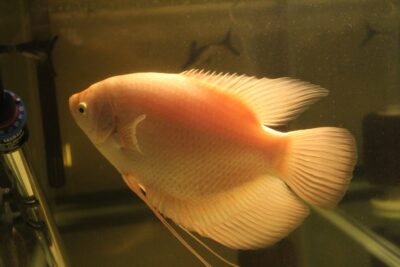 Giant Gourami