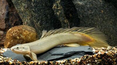 Gray Bichir