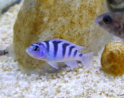 Kennyi cichlid