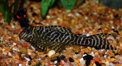 King Tiger Plecostamus L066