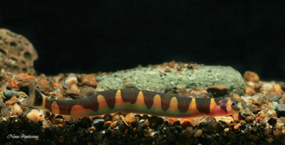 Kuhli Loach