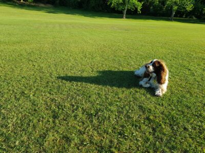 lexi-in-the-park.jpg