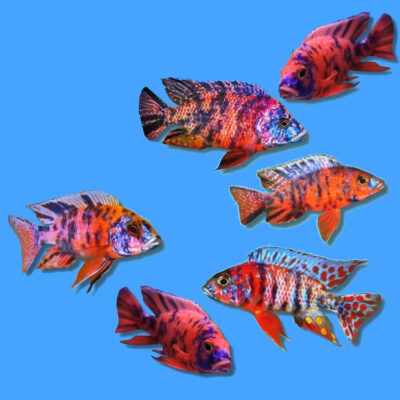 ob peacock cichlids