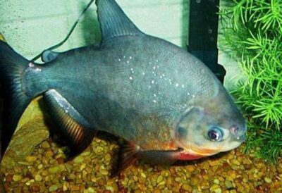 Red-bellied Pacu