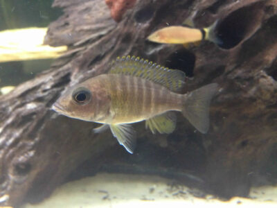 Peacock cichlid