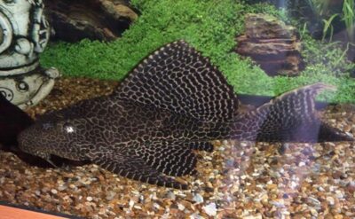 Common Pleco