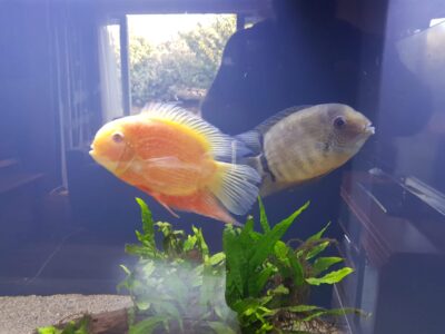 severums.jpg