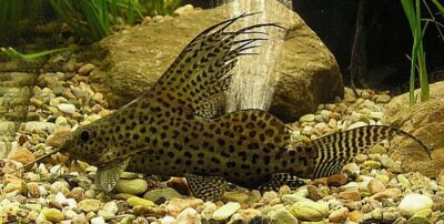 Featherfin Synodontis