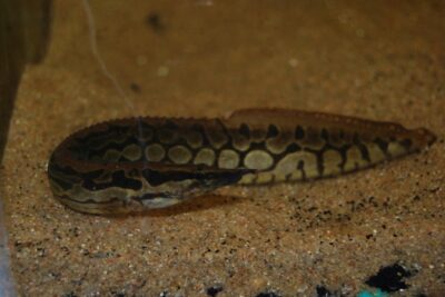 Tyre-Track Eel