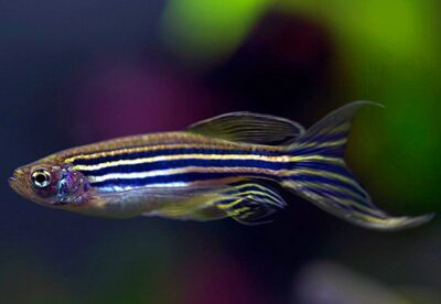 Zebra Danio